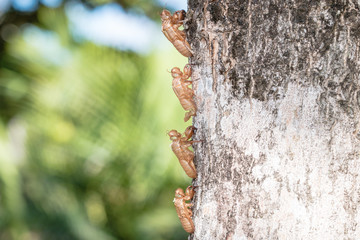 Insect cicada on tree