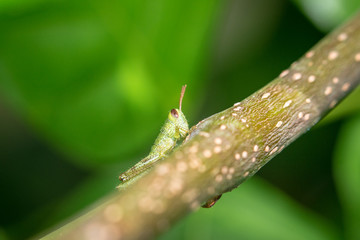 caterpillar on a leaf