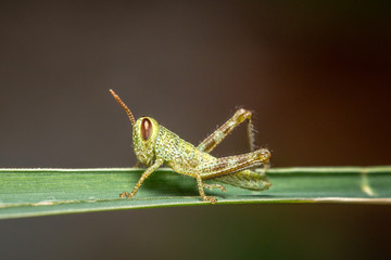 grasshopper on leaf