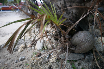 A sprout of a coconut tree