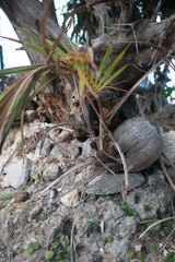 A sprout of a coconut tree