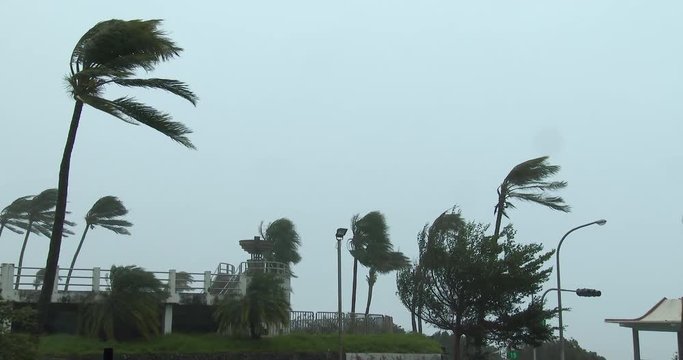 Hurricane Wind Lashes Palm Trees As Storm Makes Landfall - Megi