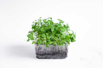 Micro Green Vegetables in a cup on a white background