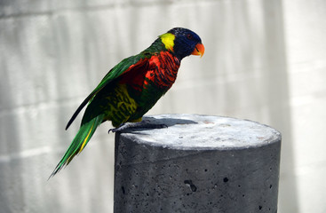Colorful lorikeet on display at a southeast Florida aviary.