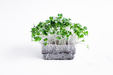 Micro Green Vegetables in a cup on a white background