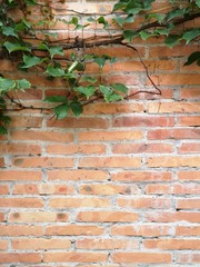 Green ivy over brick wall