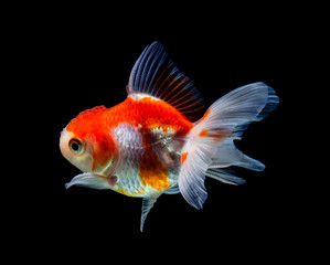 goldfish isolated on a dark black background