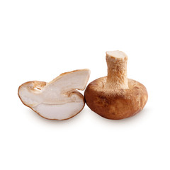 Fototapeta premium Shiitake mushroom on the White background