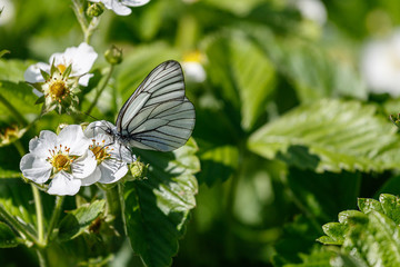 Butterfly aporia Crataegi on the flower.3