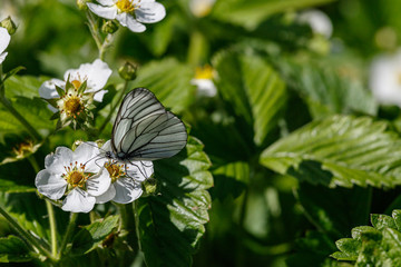 Butterfly aporia Crataegi on the flower.4