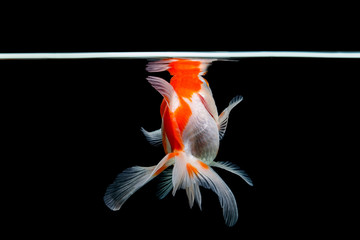 Naklejka premium goldfish isolated on a dark black background