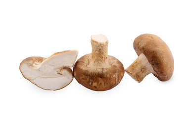 Shiitake mushroom on the White background