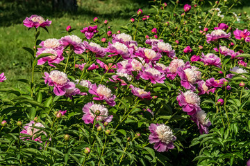 pink flowers in the garden