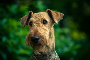 A beautiful portrait of Airedal Terrier head on a meadow in front of a forest with a dog's collar