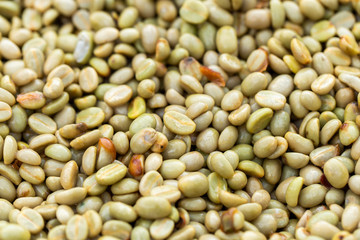 Fresh Arabica coffee berries . Organic coffee farm