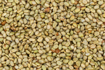 Fresh Arabica coffee berries . Organic coffee farm