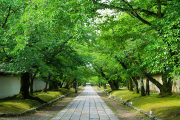 京都　醍醐寺の参道　新緑　