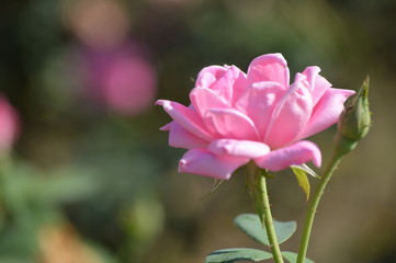 Thomasville rose garden 0186