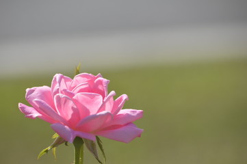 Thomasville rose garden 0189
