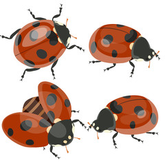 Ladybirds set isolated on white background. Vector image