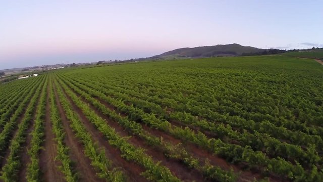 Vineyards of the Cape in the early morning