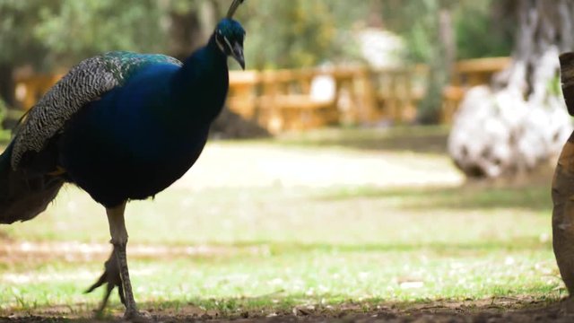 Peacock scares resting rabbit away