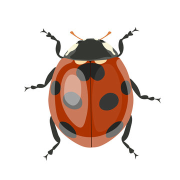 Ladybug. Vector clipart isolated on white background.