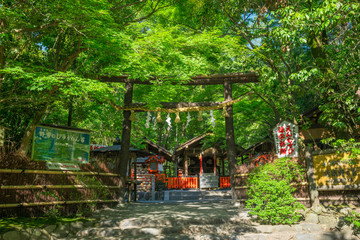 京都　野宮神社（ののみやじんじゃ）　新緑