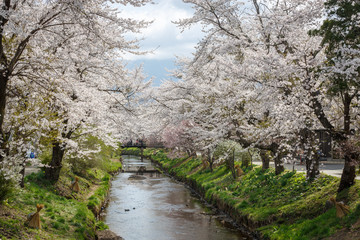 Full bloom of Cherry blossom tree along river - 272915156
