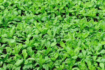 Green crown daisy grow at garden