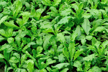 Green crown daisy grow at garden