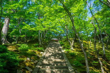 Obraz premium 京都 常寂光寺の新緑 
