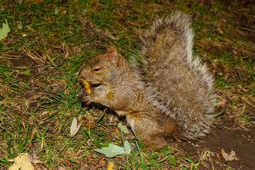 Little squirrel eating 