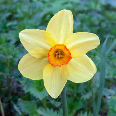 Beautiful flower of yellow color narcissus on a green background. Latin name Narcissus