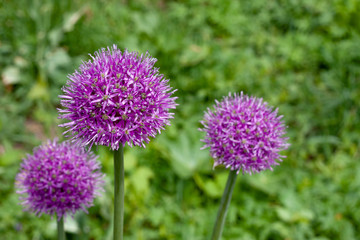 Beautiful flowers of decorative lilac onion. Latin name Allium