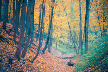 Pathway in the foggy autumn forest