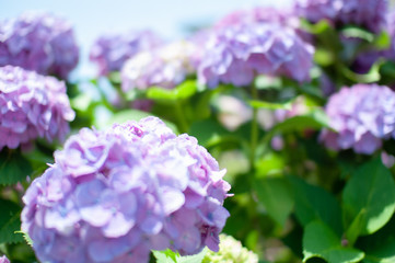 Obraz premium hydrangea