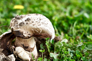 Mushrooms in the middle grass