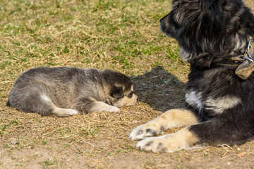 Fototapeta premium Dog mom plays with a puppy.