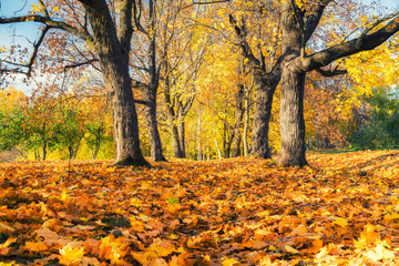 Pathway in the sunny autumn park