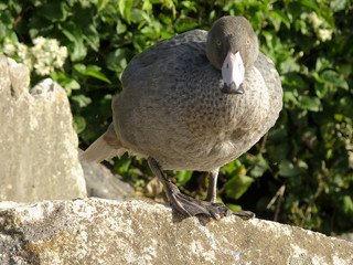 The blue duck, endemic to New Zealand