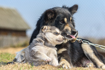 Dog mom plays with a puppy.