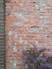 old red brick wall and dark violet brush background