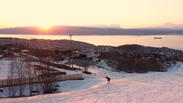 Aerial view of moose walking in snowy ski slope during sunset. Walking towards houses. City, ocean and ship in background. MOVING FORWARD.