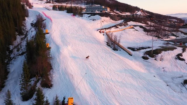 Aerial view of moose walking in snowy ski slope during sunset. MOVING FORWARD.