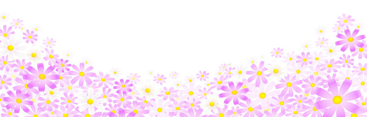 ピンクや白のコスモスの花　白背景ベクター © photopic