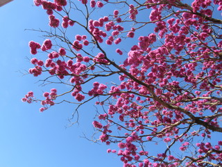 Galho de ipê rosa florido no céu azul.