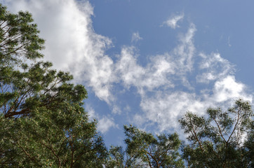 Obraz premium Sky with clouds, trees, forest