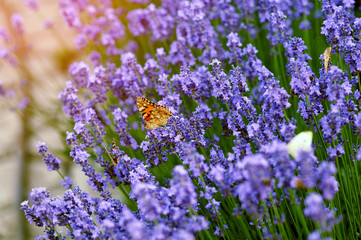 Lavender and butterflies in bloom .Garden flowers