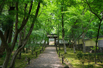 京都　地蔵院（竹の寺）の新緑